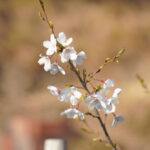 帝釈天堂の桜が開花