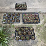 手分けをして菊を育てます