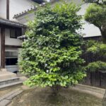 チャドクガの幼虫