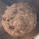 スズメバチの巣