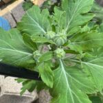 大菊 摘蕾(てきらい)