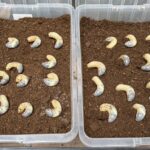 カブトムシの幼虫