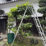 玄関前ツバキの剪定