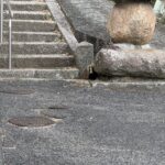 アナグマ