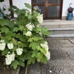 アジサイの挿し木