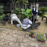 大菊 鉢に植え替え