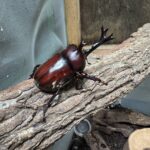 カブトムシが羽化