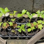 アジサイの鉢植え