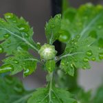 菊の状況 10/5